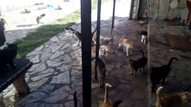 Котики в Греции Cats in Greece