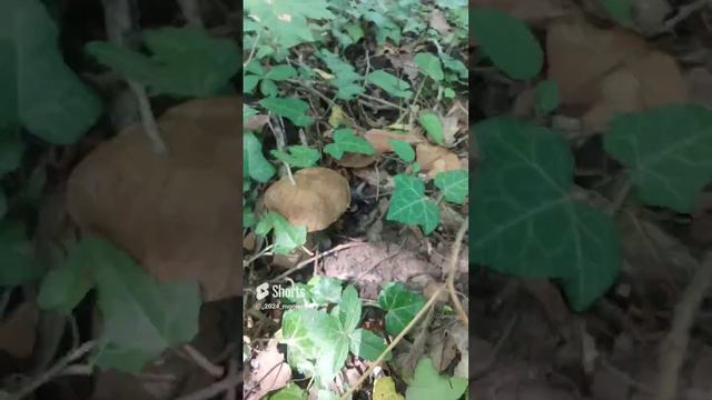 грибы лес Архипо-Осиповка