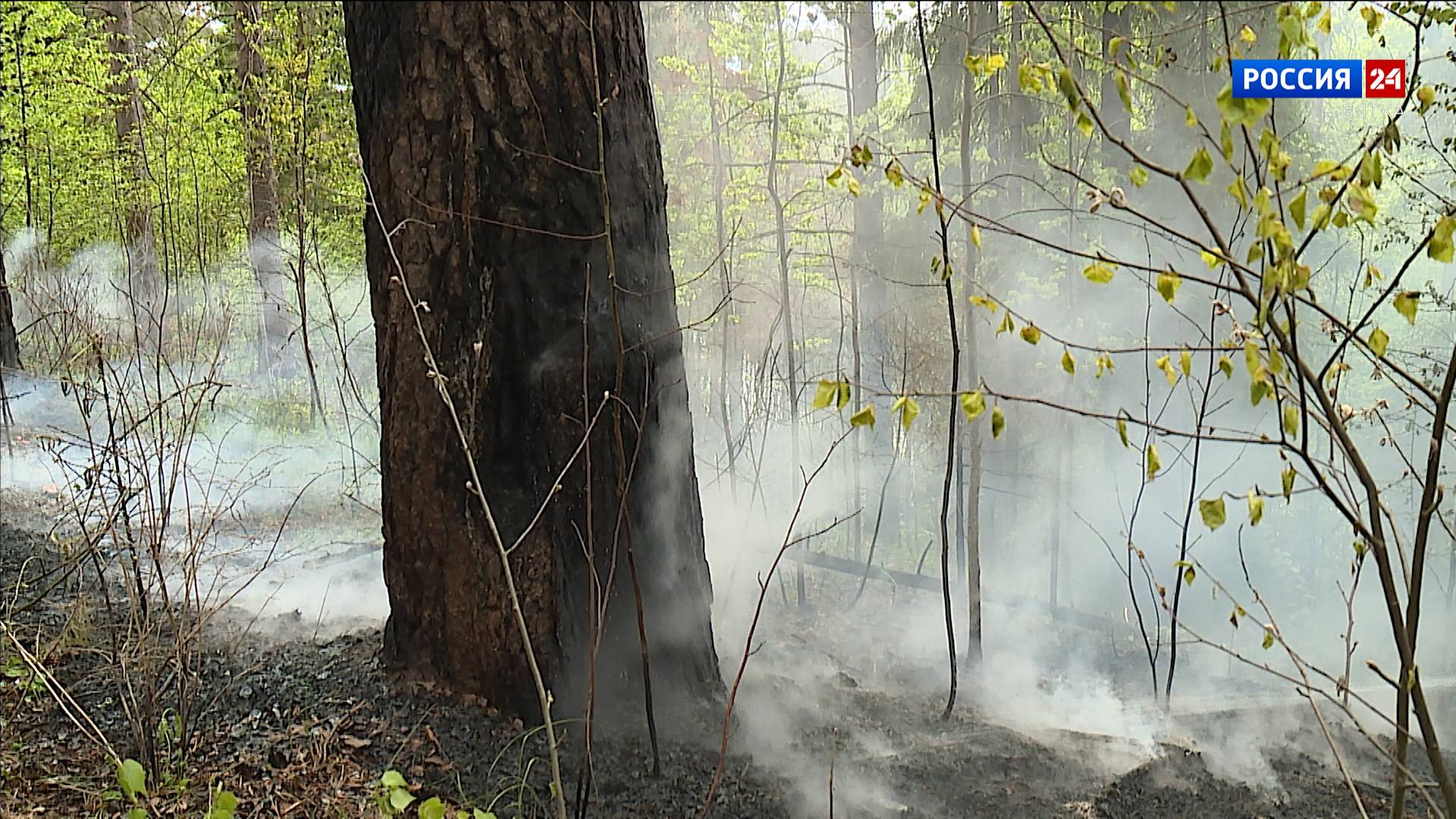 В лесах Кировской области ввели четвёртый класс пожарной опасности