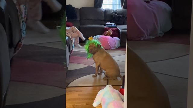 A Very Patient Pup Puts Up With Daughter's Fashion Show   ViralHog