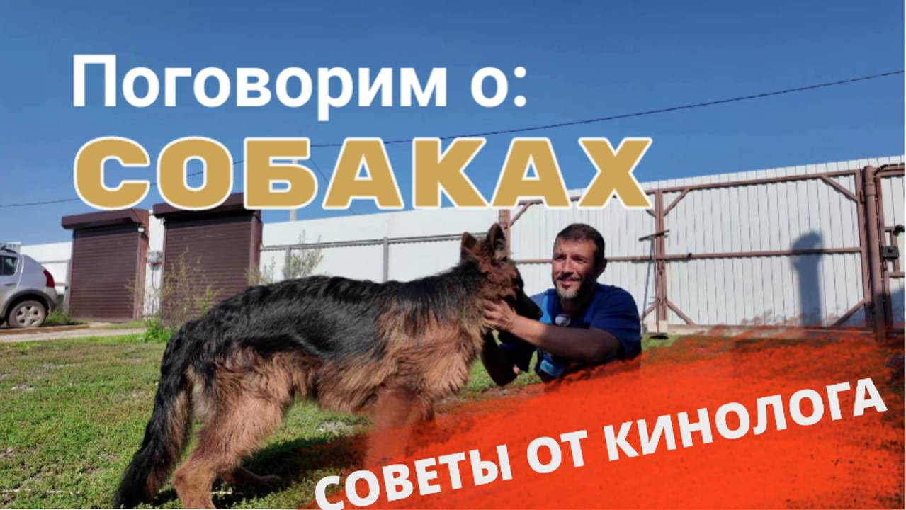 КАКУЮ СОБАКУ ЗАВЕСТИ? СОВЕТЫ КИНОЛОГА