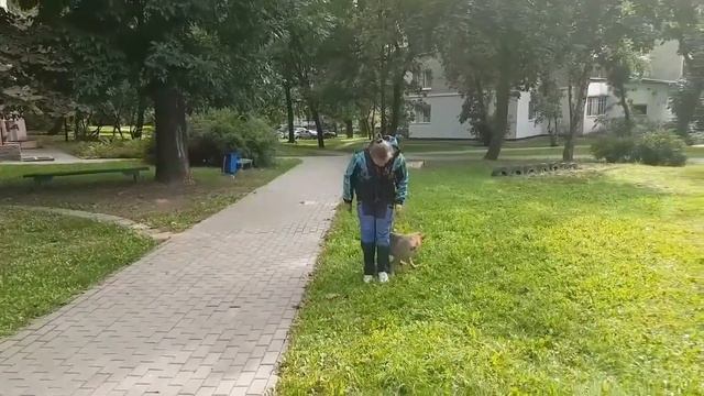 ЗАНЯТИЕ СО ЩЕНКОМ НАРНИЕЙ ЗОРКИНХОФ 3 месяца