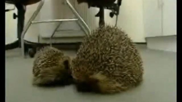 Очень толстый ёжик / Very fat hedgehog
