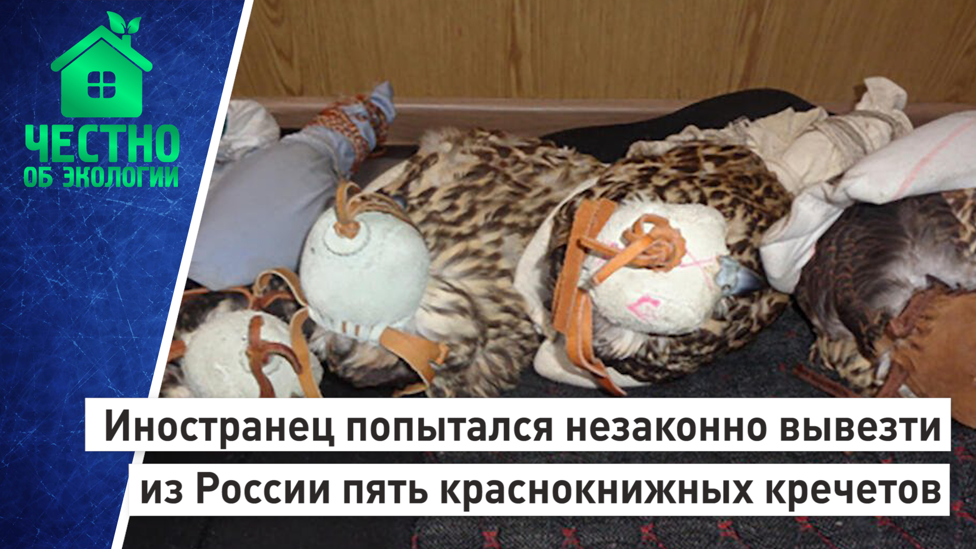 Иностранец попытался незаконно вывезти из России пять краснокнижных кречетов