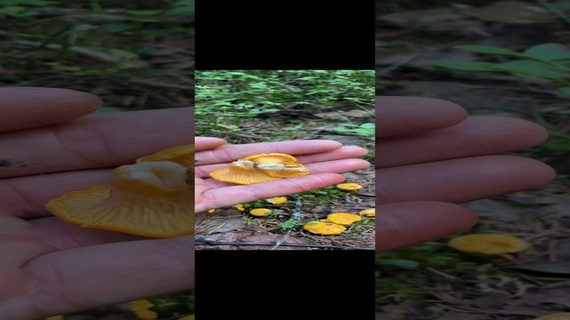 Открыл грибной сезон🍄🟫