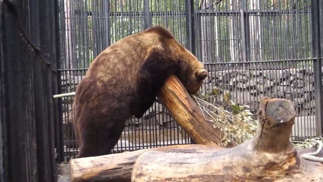 Бурый медведь Алтай. 15.09.2020