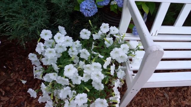 Плановые работы в июле. Продолжаю создавать красоту на своём участке