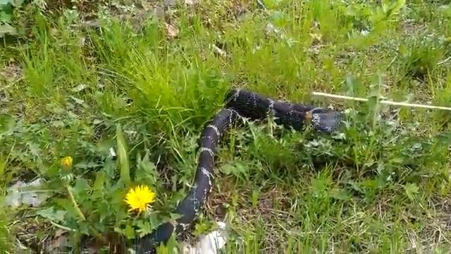 Амурский полоз