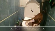 Котенок Джакси (4.5 месяца) завершает учиться ходить в туалет (в унитаз)