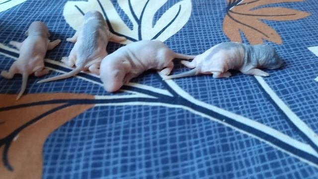 КРЫСЯТАМ 5 ДНЕЙ ОТ РОДУ :)