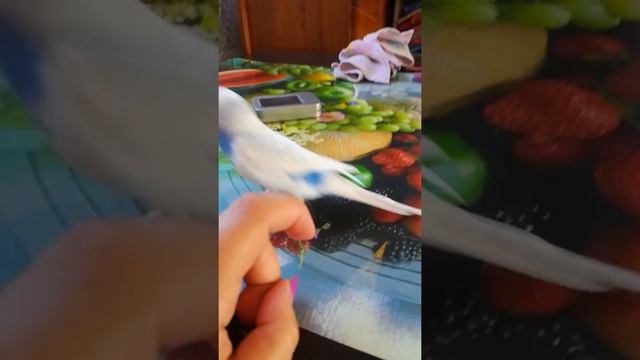 Волнистый попугай любит драться с ногтями