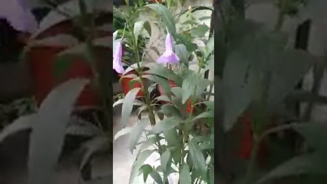 Mexican Petunia Summer Flowering plant care/ Mexican blue bells and Ruellia/ English Subtitles