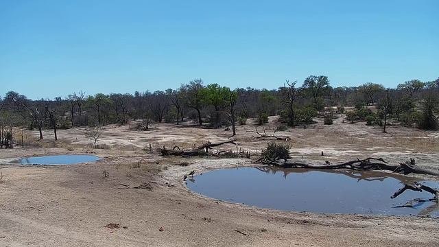 Djuma Private Game Reserve Live Stream