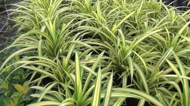Cây Dứa Vạn Phát giá rẻ bất ngờ