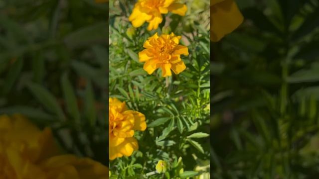 Бархатцы /Tagetes
