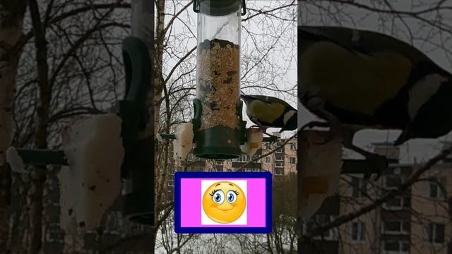 Птицы которые прилетают на кормушки!!!