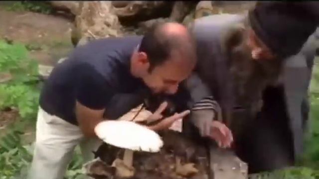 Я не понял, вы че мой гриб снимаете? Это же мой гриб! 😱(Оригинал) Мем