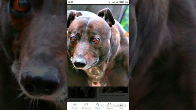 Топ 10 самых сильных животных