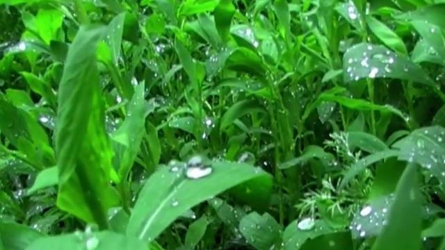 І розсипав ранок роси..  Рассветные росы
