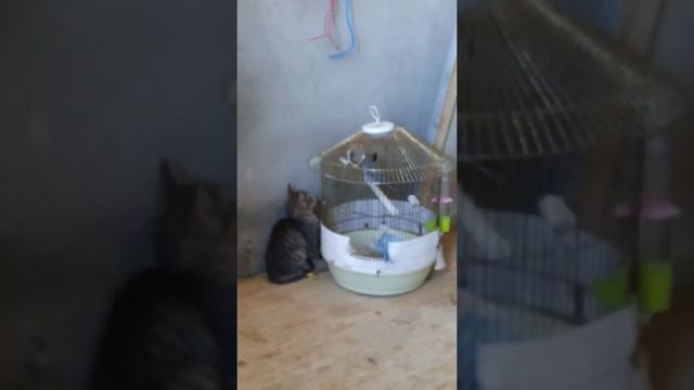 Волнистый попугай и котенок в разлуке.