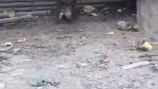 Ирма и Яр на притравке по кабану русско- европейские лайки Клинцы