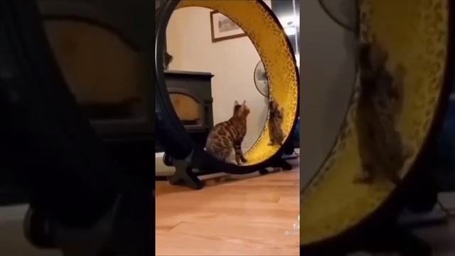 Родитель года ?. Такой Милый Кот, Забавное видео