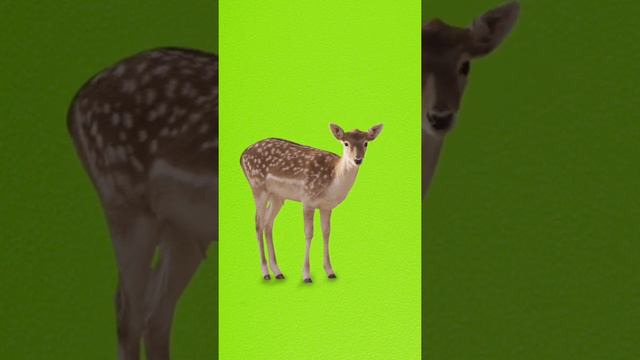 Футаж Пятнистый олень на зелёном фоне - хромакей