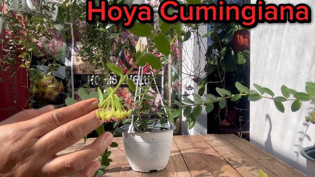 Así Florece La Hoya Cumingiana!😍Una Flor De Cera  De Fácil Cultivo.🌸💚