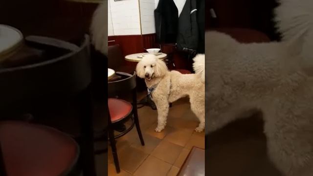 Dog.Терпеливый! Ждёт хозяйку