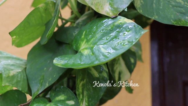 8 VARIETIES of Pothos/Money Plant in our garden | How to grow Pothos Plant  - Kenola's Kitchen