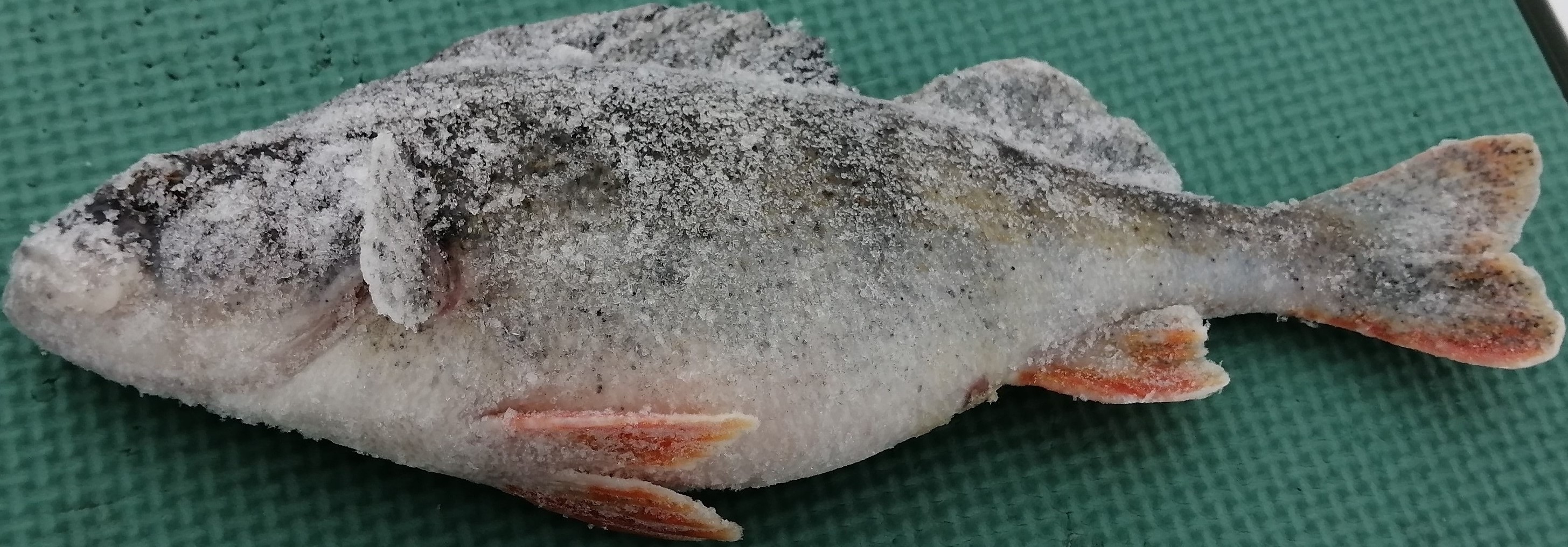 зимняя рыбалка на костромском море