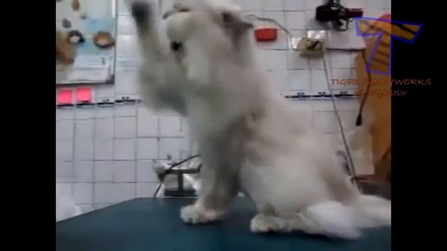 Коты и собаки против фена