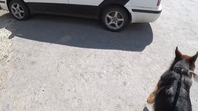 Свобода! Немецкая овчарка впервые на большой воде.