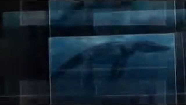 Those Were The Fish?!?