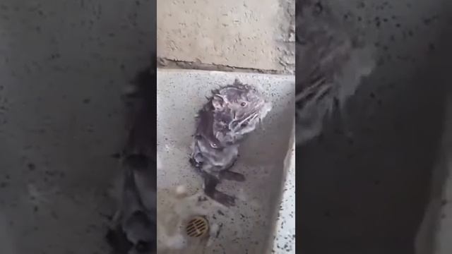 Крыса купается в душу как человек