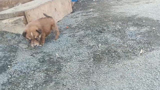 этих малышей выкинули совсем крошечками, короче, были слепыми сейчас, вот как подросли.