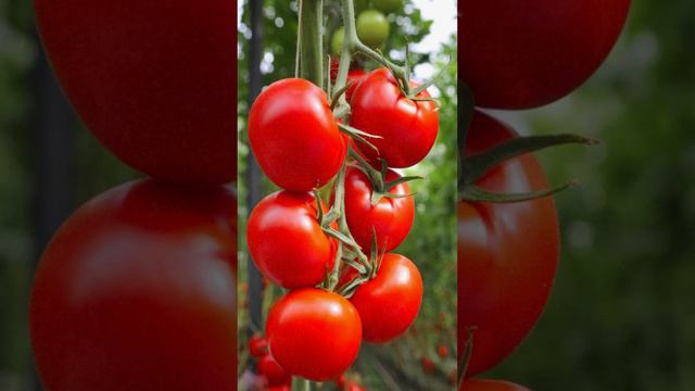Большой урожай помидоров с минимальными усилиями! Какие 3 сорта томатов сажать в 2024 году?