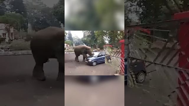 Смешные животные