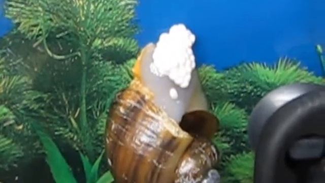 ампулярия откладывает икру
