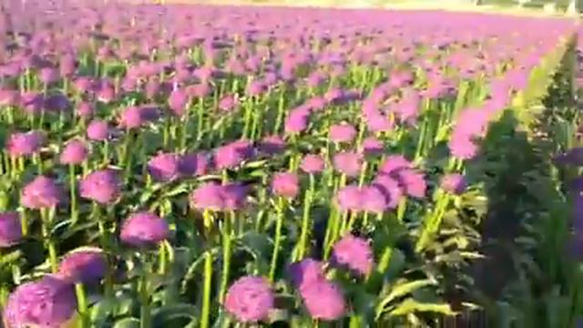 Allium Flower Field In Amsterdam By Raju Jamil