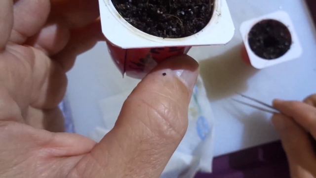 Sternfrucht Projekt 2 Teil 1