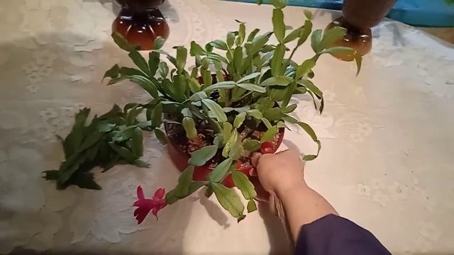 Мой ,, спасëныш"-рипсолидопсис, первый цветок, новая фиалка ?