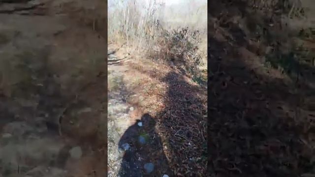 ?Нетель джерсейской породы Эльза ?