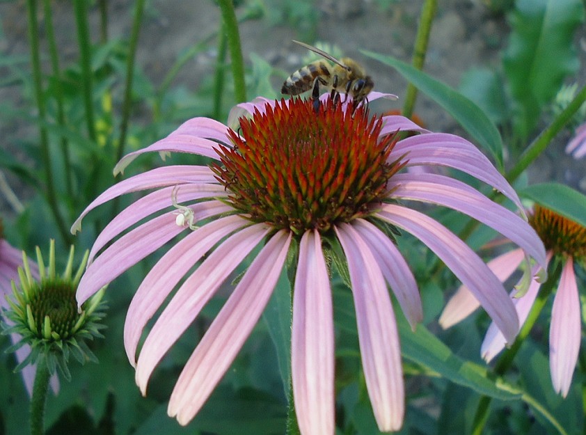 Корни эхинацеи пурпурной для посадки.