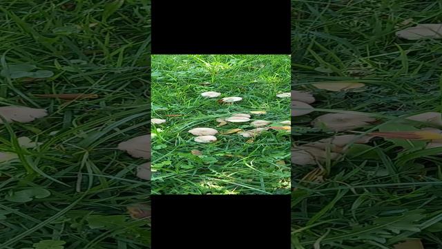 ❗Грибы Турции 🍄 Часть 2 🍄 09.09.2024 г. Кемер Турция❗ #shorts #short #nature #грибы #природа