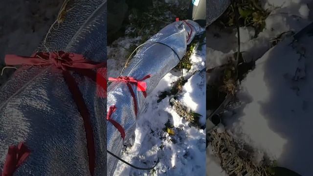 А как вы укрываете нектарины на зиму?