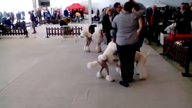 Выставка собак в Нитре, Словакия