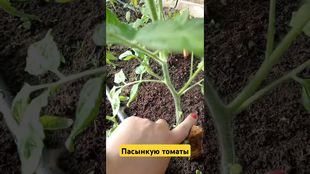 Что такое пасынки, где они растут и как их удалять. #огород #дача #сад #томаты #томатывтеплице