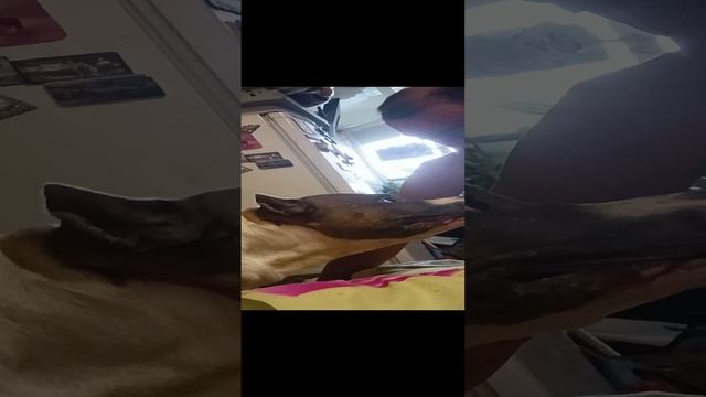 VID20230711193720.mp4