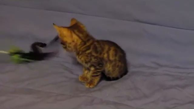 Бенгальский котик 3